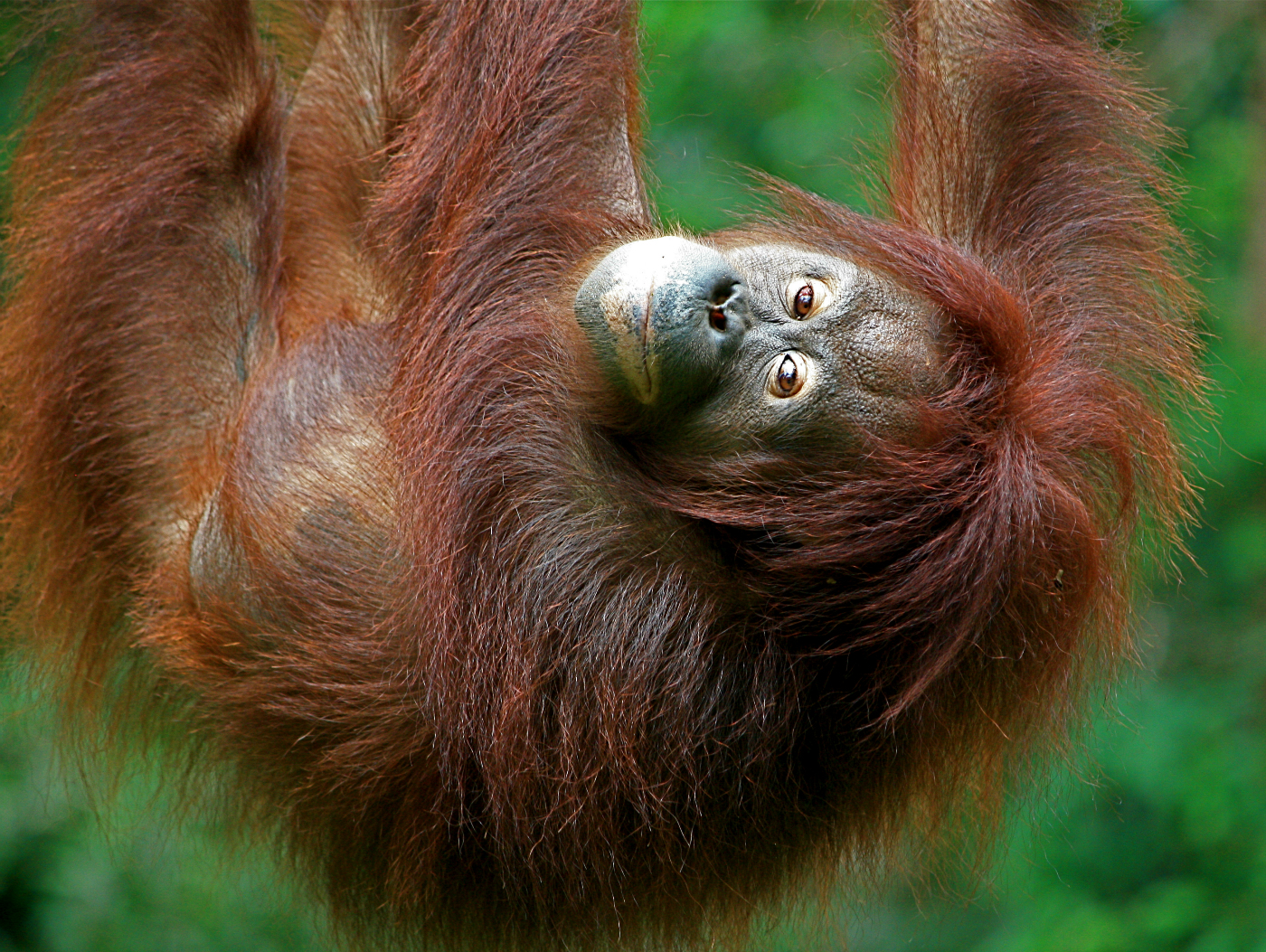 LENS and COVER PHOTOGRAPHY Amazing Borneo  Wildlife 