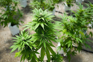 Cannabis cultivation school