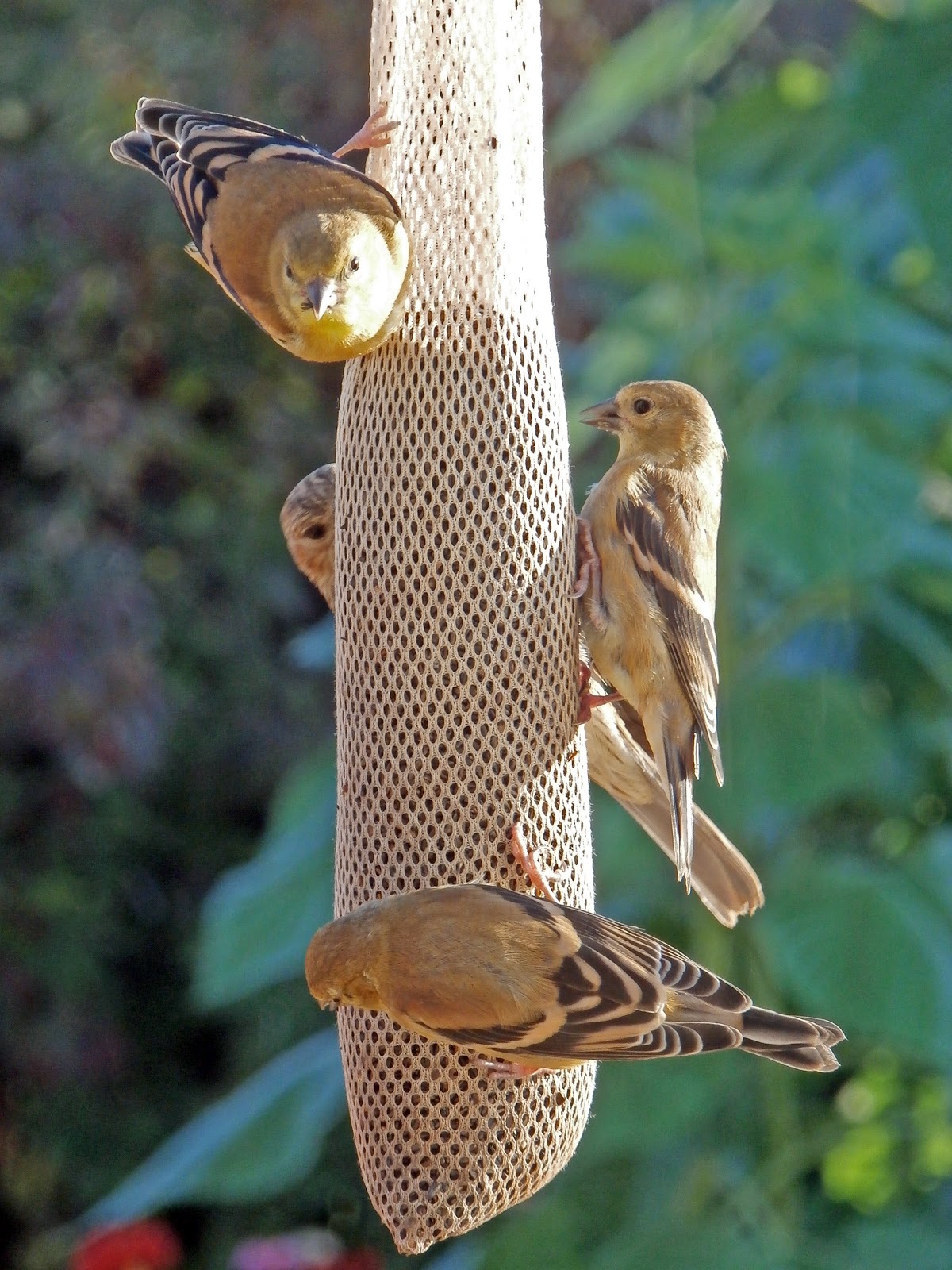 Larry S Creative Zone Bird Invasion