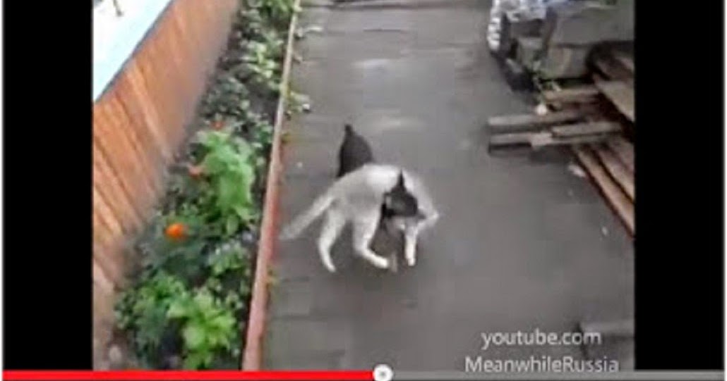Awesome Animals Dog carries Cat home