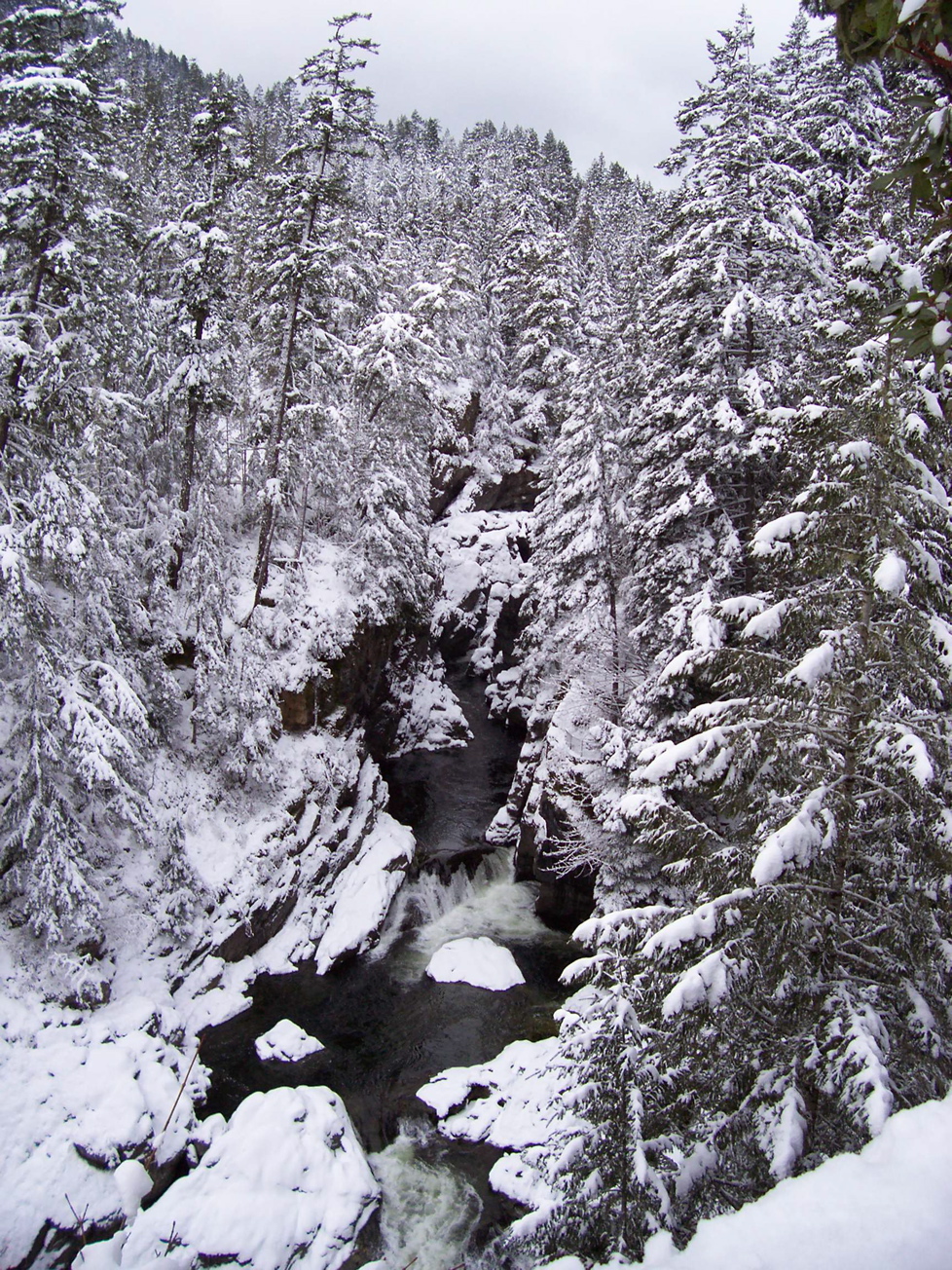 Vancouver Island Big Trees Snow In The Big Trees