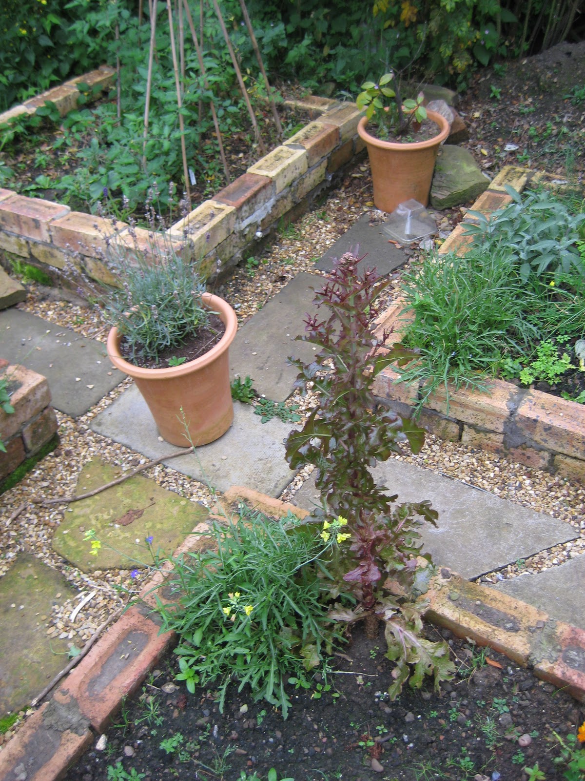Mal's Allotment End of Seasoning Herbs