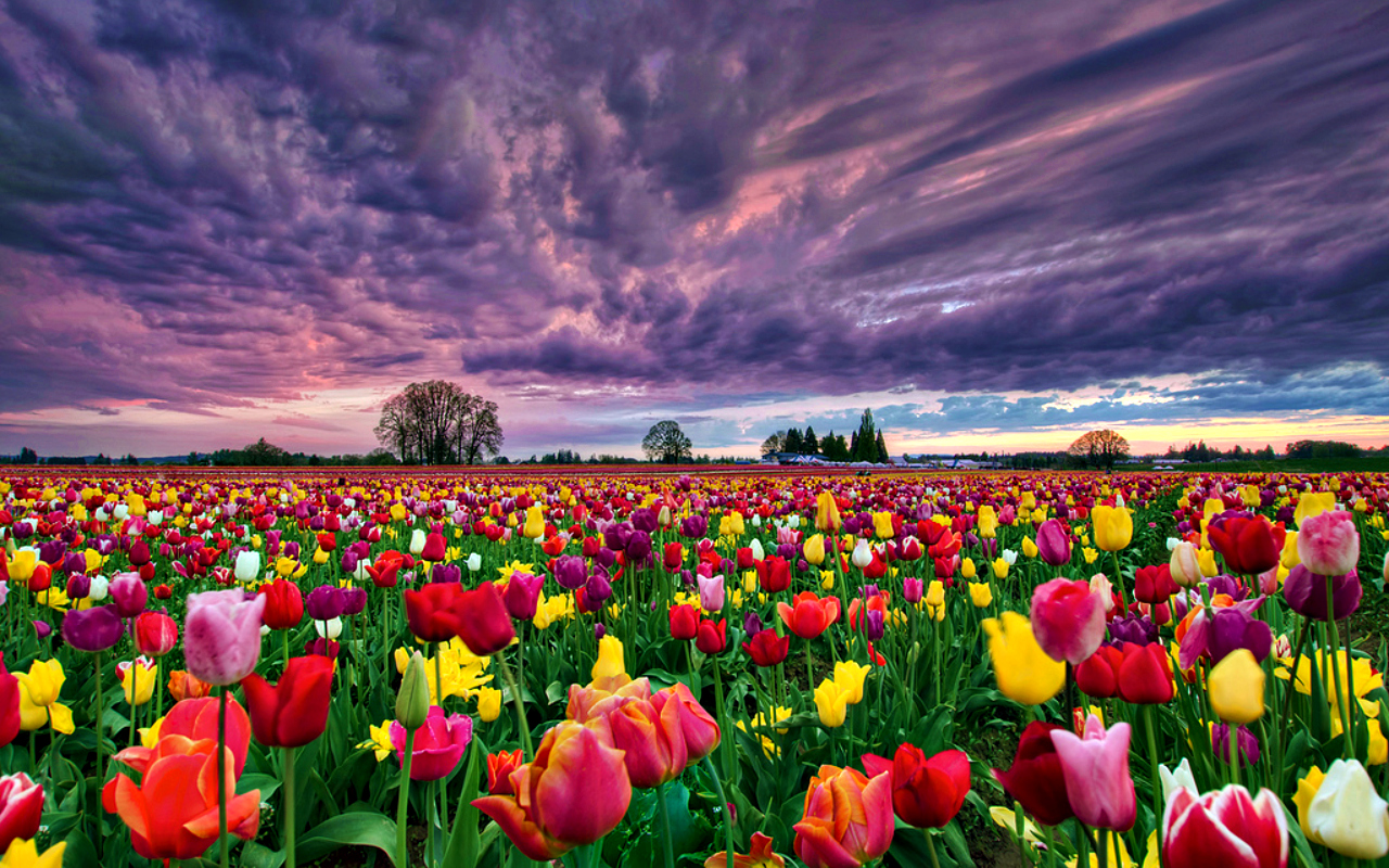 Gambar Bunga Tulip Belanda Indah Cantik Gambar Kata Kata