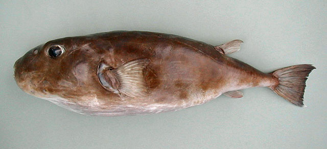 Sphoeroides nitidus