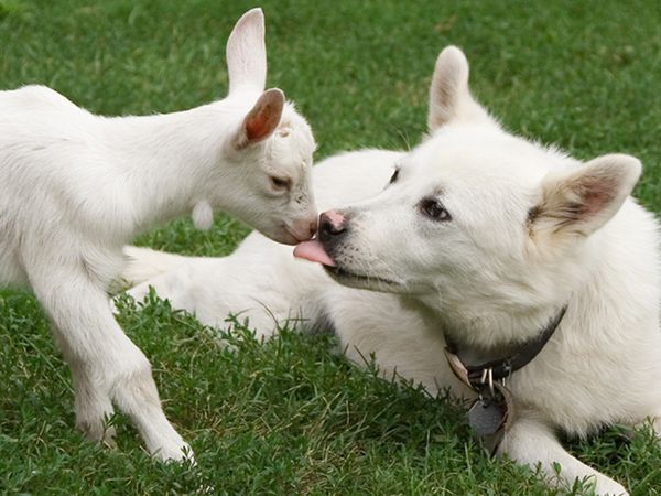 adorable animal kisses, adorable animals kissing, cute animals, animals love, animals in love