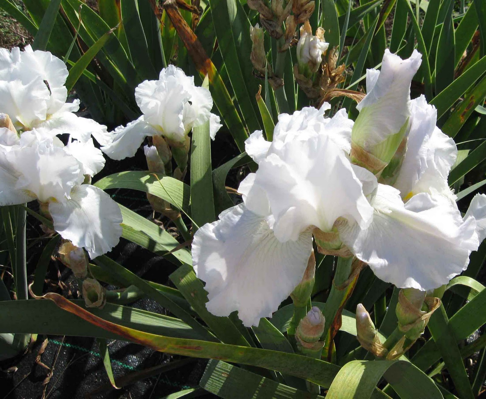 World of Irises Rebloom Winter in Zone 6