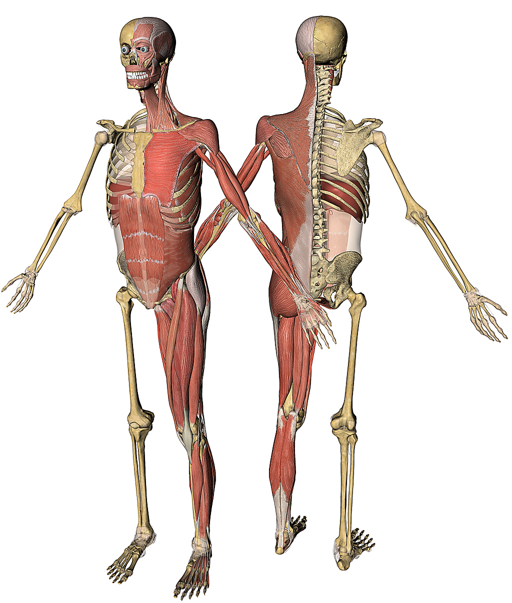 Ткань скелета человека. Скелет с мышцами. Человеческий скелет с мышцами. Костно мышечный скелет. Скелет мускулатура.