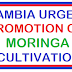 Zambia urges promotion of Moringa Cultivation.