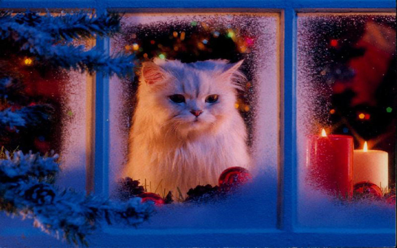 http://2.bp.blogspot.com/-KPMROfgeLpo/UMqm9x4cFKI/AAAAAAAAB0M/FMSndZtosu8/s1600/cats-christmas-pets-HD-Wallpapers%2B09.jpg