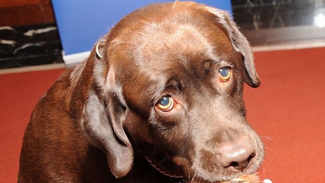 dog shoots hunter indiana