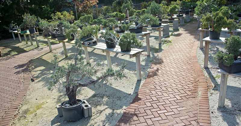 Walter Pall Bonsai Adventures Hidden Gardens South Of Chicago 1
