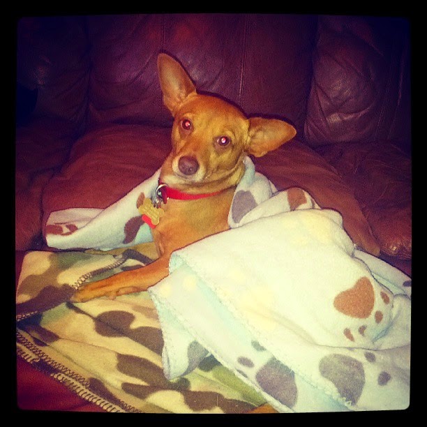 Monday Cozy – Lucky Dog