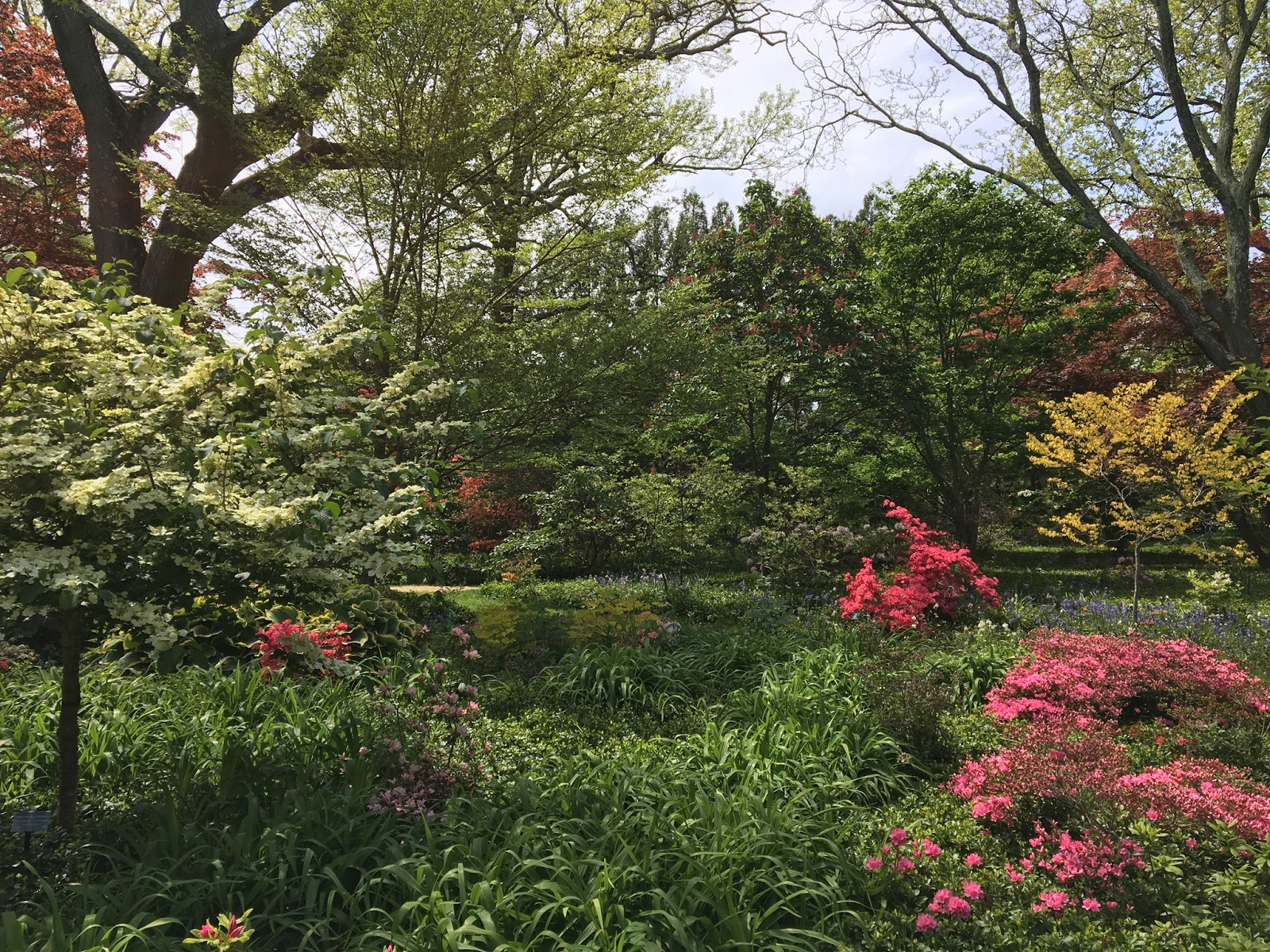 S T I L E T To The Flamboyant Bougainvillea Mrs Eva
