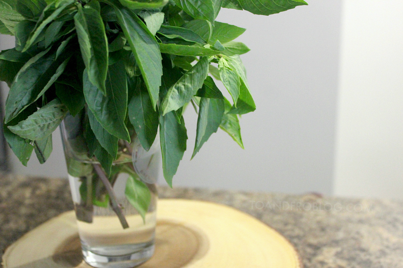 How to Store Fresh Basil