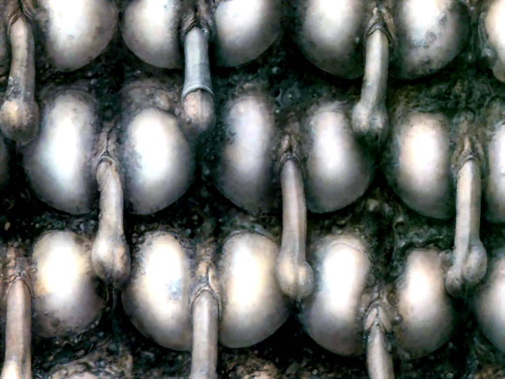 hr_giger_csg048.jpg