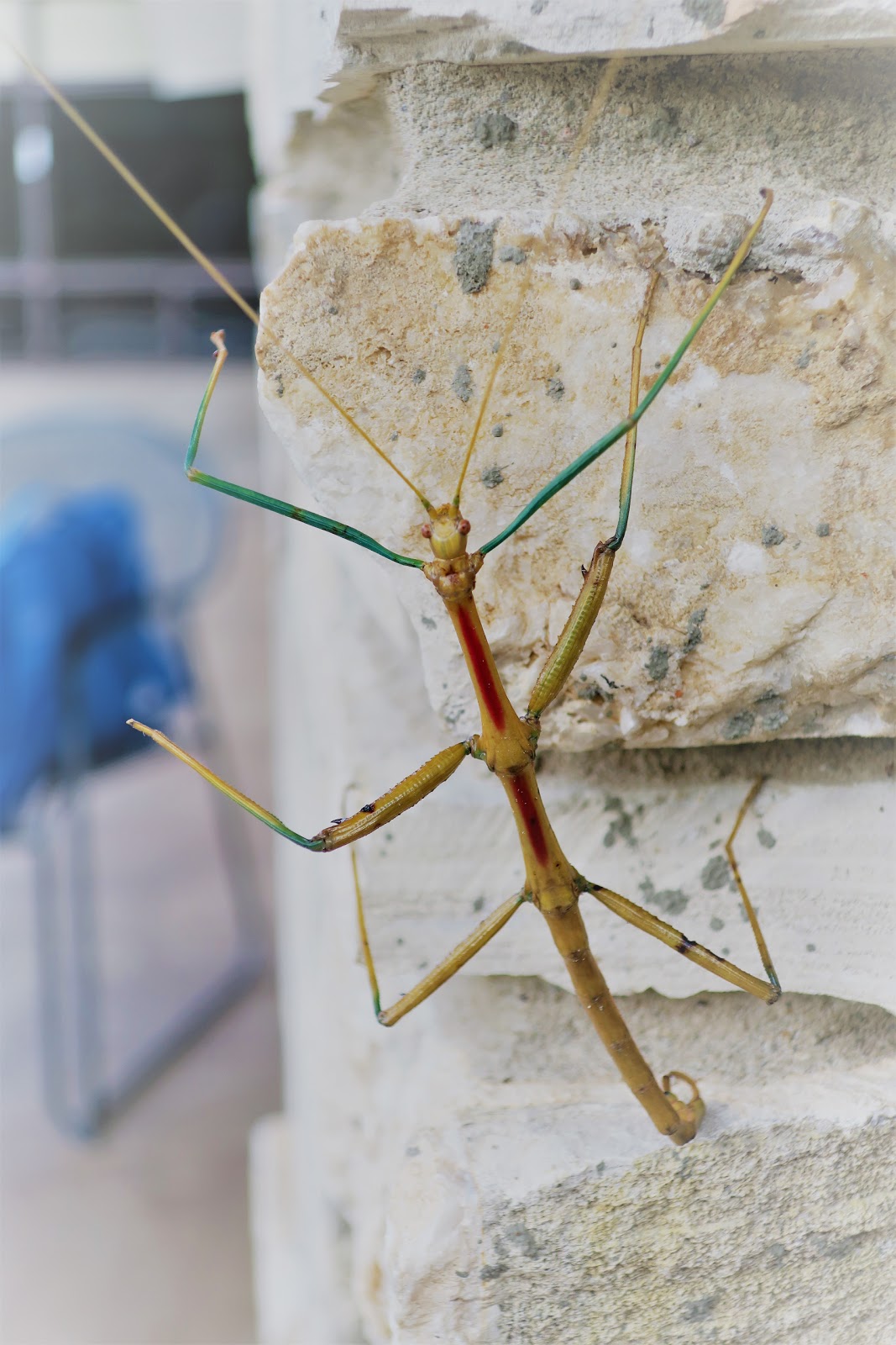 Living Rootless Big Bend National Park The ChristmasColored Walking
