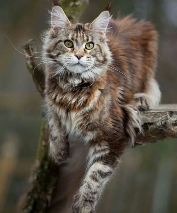 Maine Coon Cat Breed Origin,Pictures,Health and Other Information
