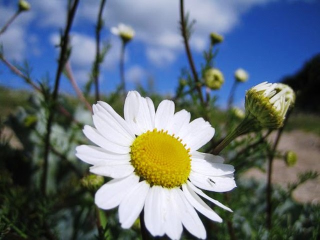 Pretty Pictures Of Flowers Pretty Pictures Of Flowers
