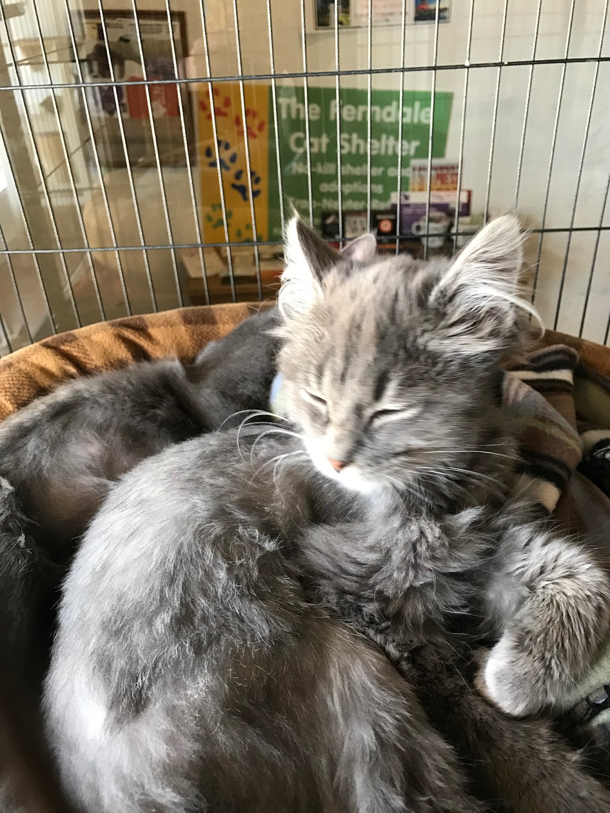 Eastside Cats Vacation Travels Ferndale Catfe' Lounge