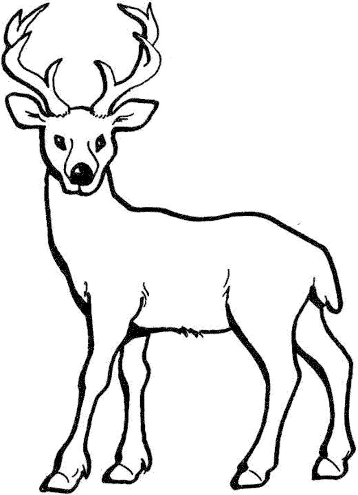 10 Mewarnai Gambar Rusa 10 Mewarnai Gambar Rusa