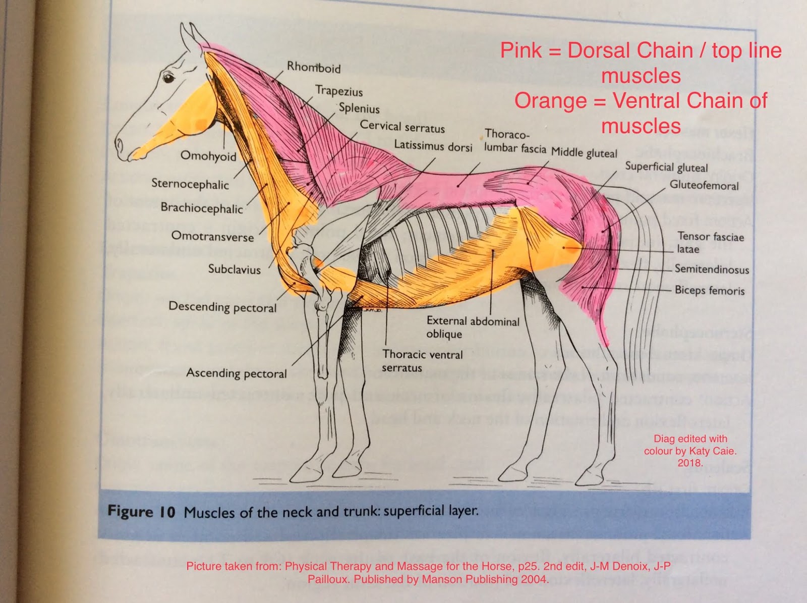 Horse Bit Fit Inside Your Horse's Mouth