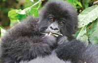 Please save the Mountain Gorillas