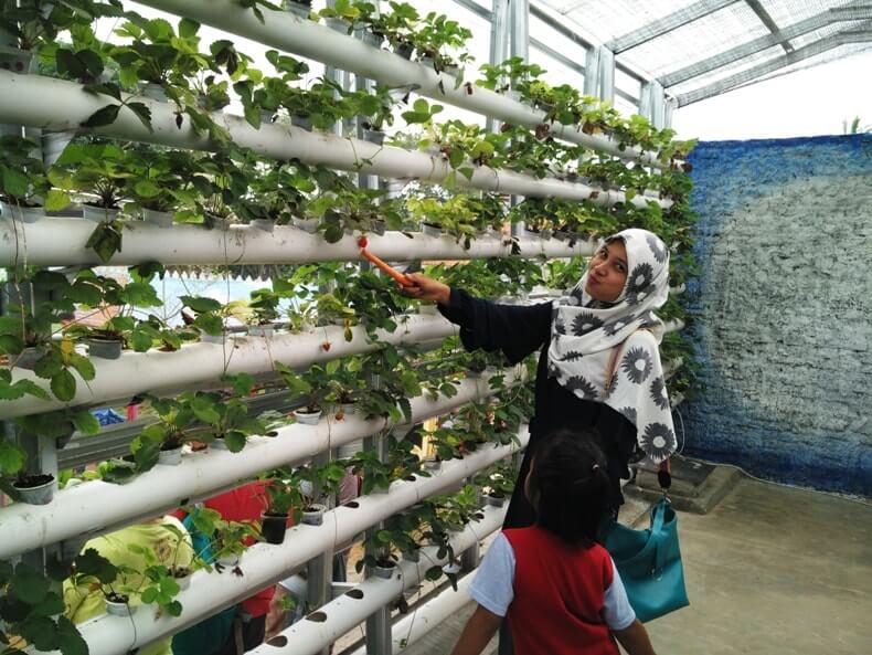 Peta Rute Lokasi Rumah Strawberry Taman Kelinci Lampung