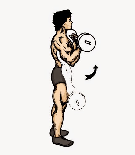 Barbell Curls Barbell Curls