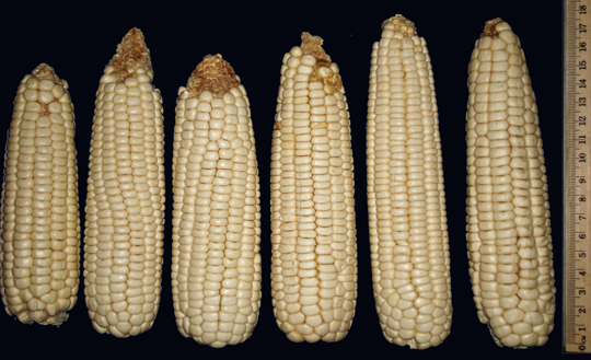 Mazorcas de maíz harinoso