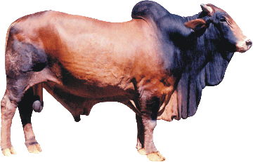 Sahiwal  AVERAGE YIELD 7 kg | POTENTIAL 25-30 kg  The best dairy breed of the subcontinent belonged to undivided Punjab.  Post-Partition, much of its home tract belonged to Pakistan and the numbers have rapidly dwindled in India,