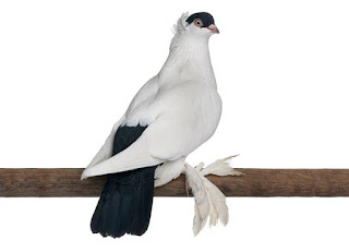 اجمل صور لطيور الحمام Pigeon-breeds-pictures7