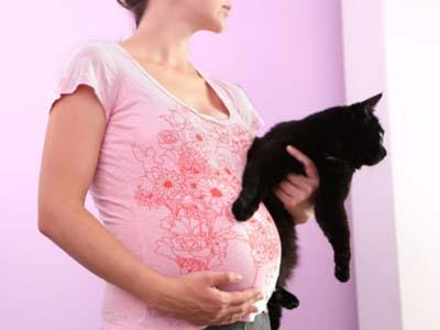 blog mimuselina todo lo que debes saber sobre la toxoplasmosis embarazo jamón gatos