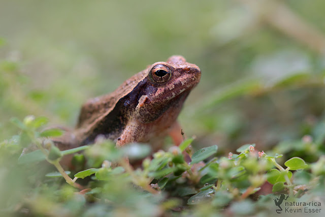 Menwig Frog - Physalaemus albonotatus