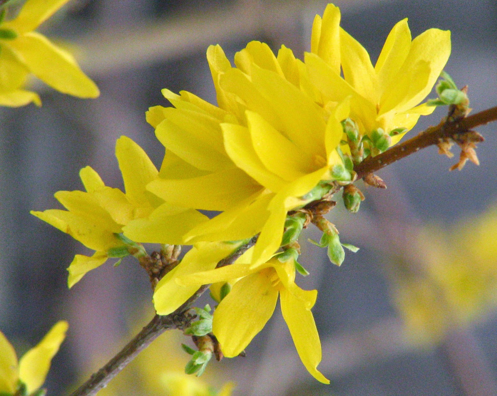 Кусты цветут весной желтым цветом. Форзиция. Форзиция промежуточная Линвуд. Желтый кустарник форзиция. Форзиция европейская.