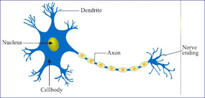 Neuron