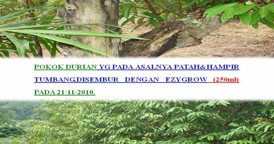 Baja Foliar EZIGROW Vitamin Setiap Tanaman: Pokok Durian Kg Sungai Ayam