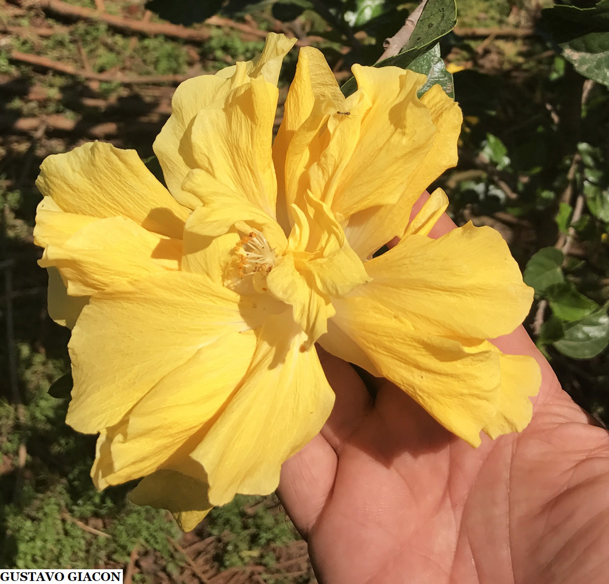 Viveiro Ciprest - Plantas Nativas e Exóticas: Hibisco Amarelo Dobrado (  Hibiscus rosa-sinensis )