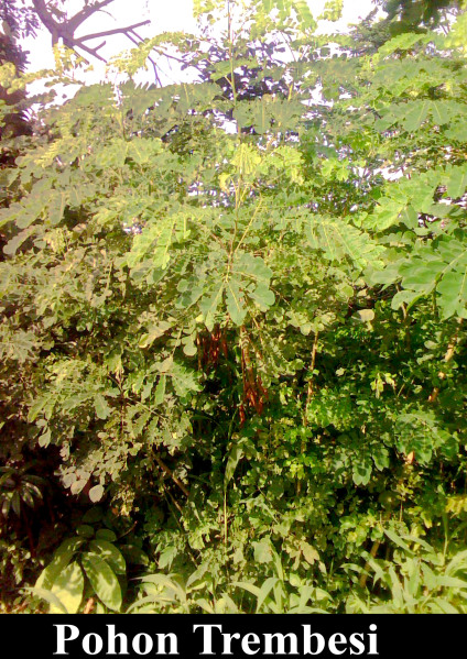 POHON TREMBESI - kebon kembang bogor