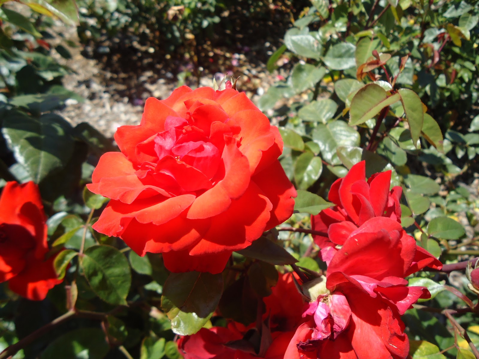 Nos exportamos para Austrália Jardim das Rosas