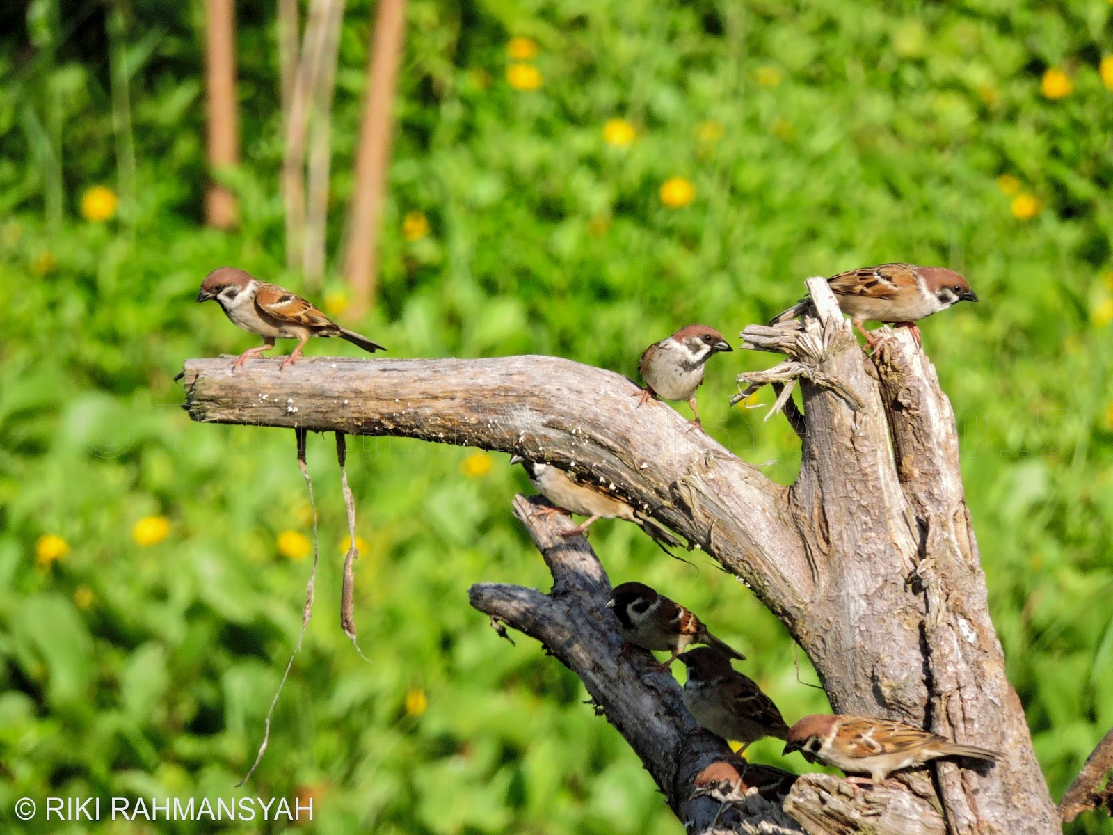 Burung Gereja Erasia Passer Montanus