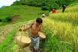 Η Κίνα συσσωρεύει τεράστια αποθέματα ρυζιού και υλών