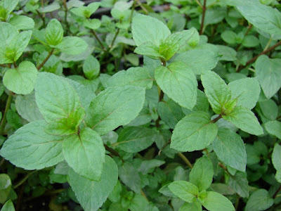 Mentha Plant (Mint) - Mentha piperita - medicinal uses