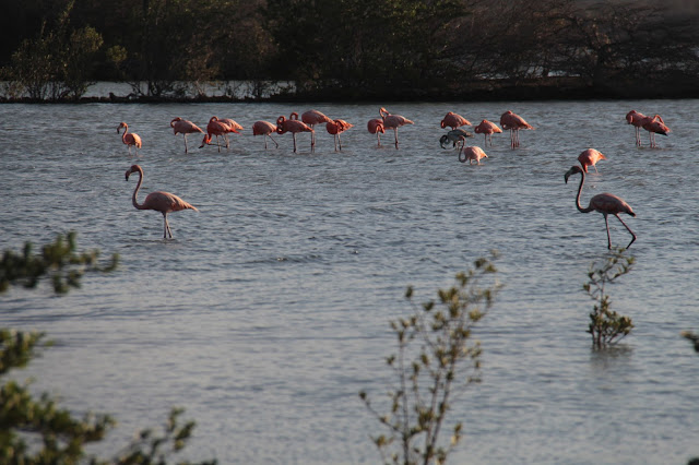 Blog Apaixonados por Viagens - Aruba ou Curaçao?