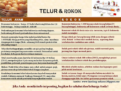 peternakan ayam, telur, rokok