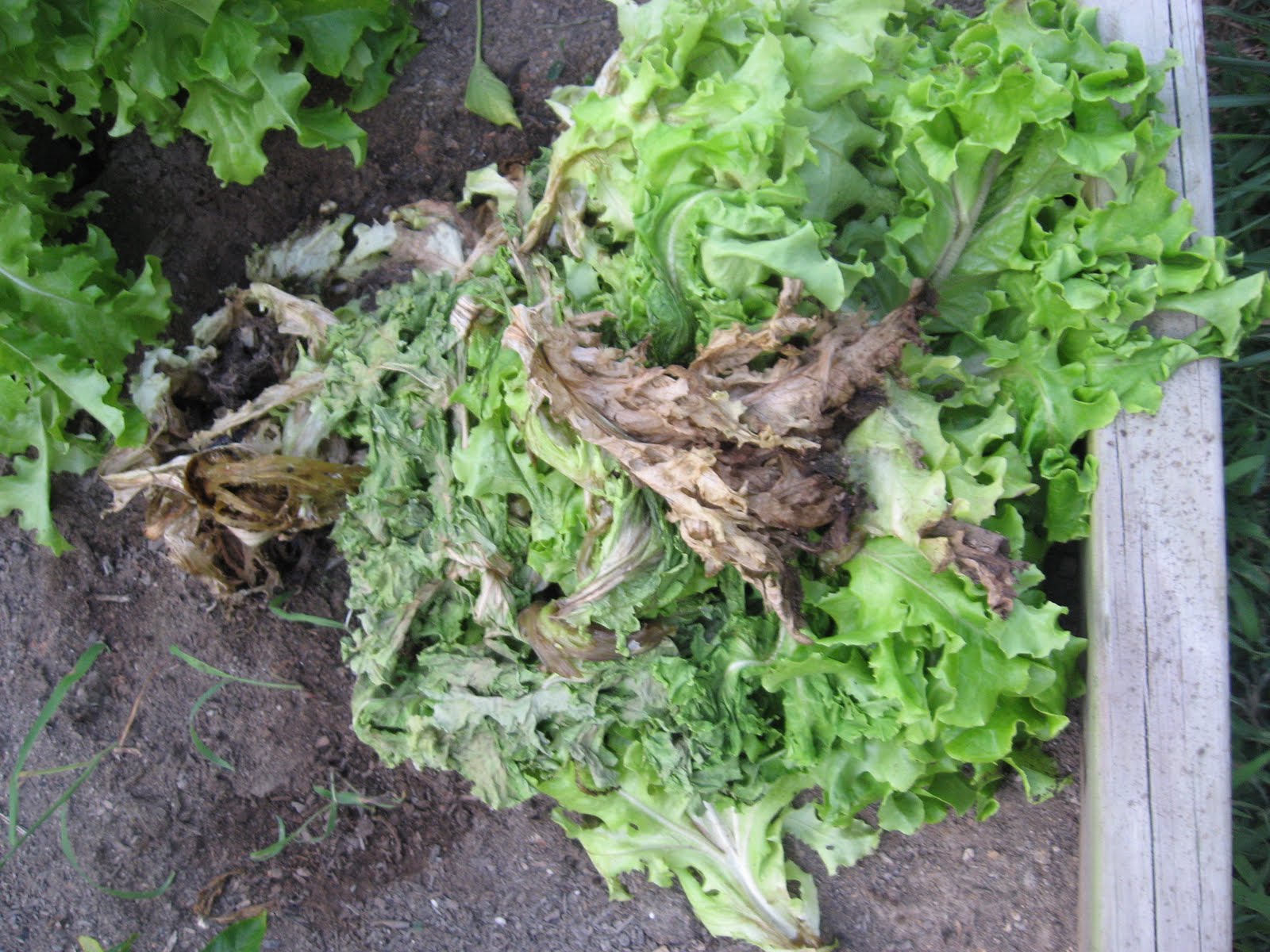 Paul &amp; Angela�s Family Growing Lettuce in North Carolina