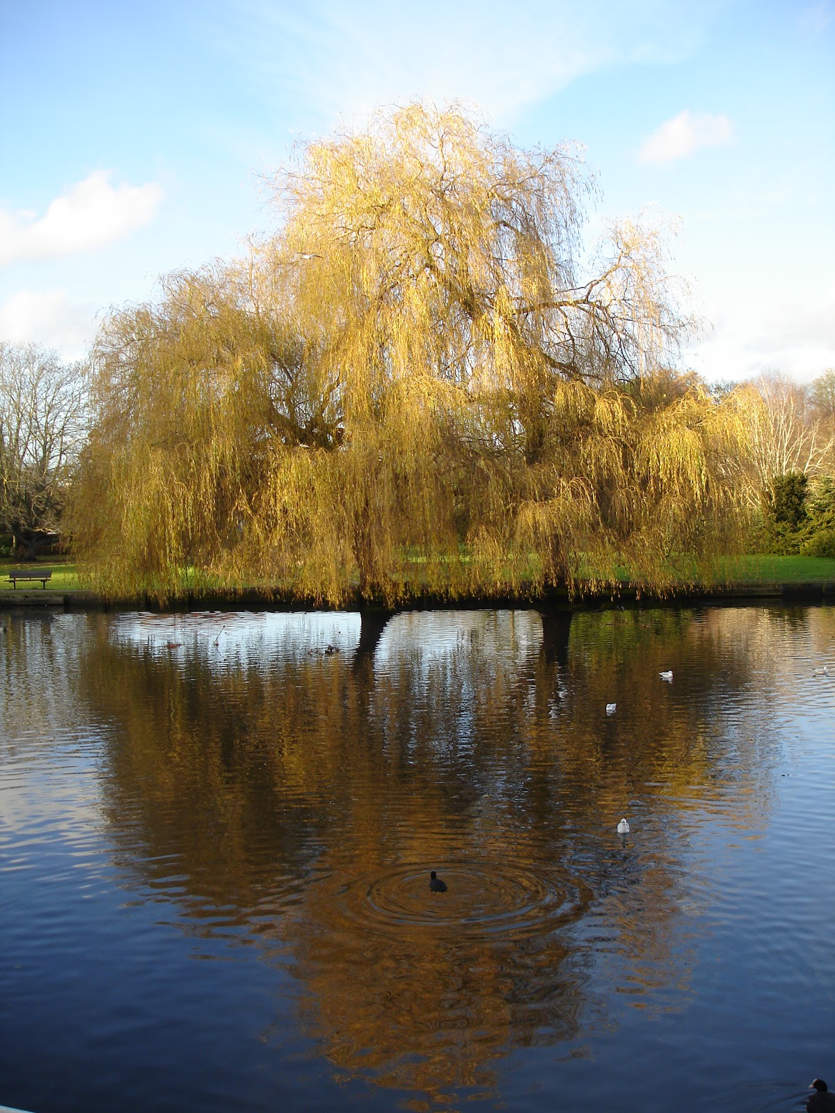 NonStop Birding Beddington Park and Trees