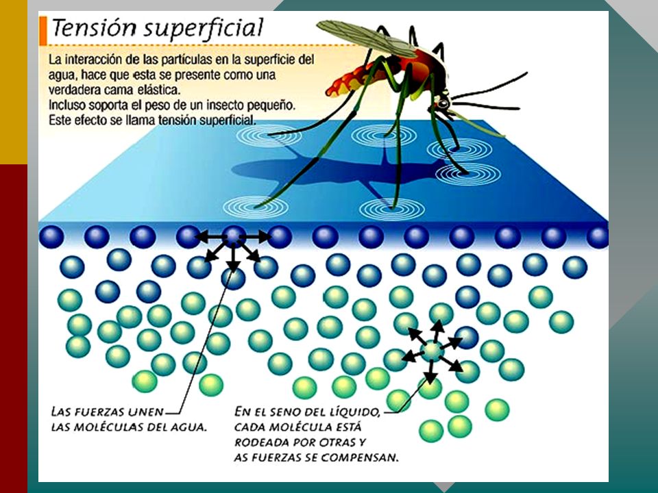 biologia general LA MOLÉCULA DEL AGUA