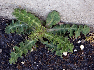 Dwarf thistle (Cirsium acaule) plant