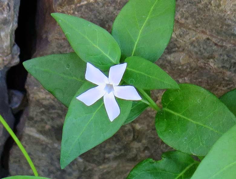 Alcandórea (Vinca difformis)