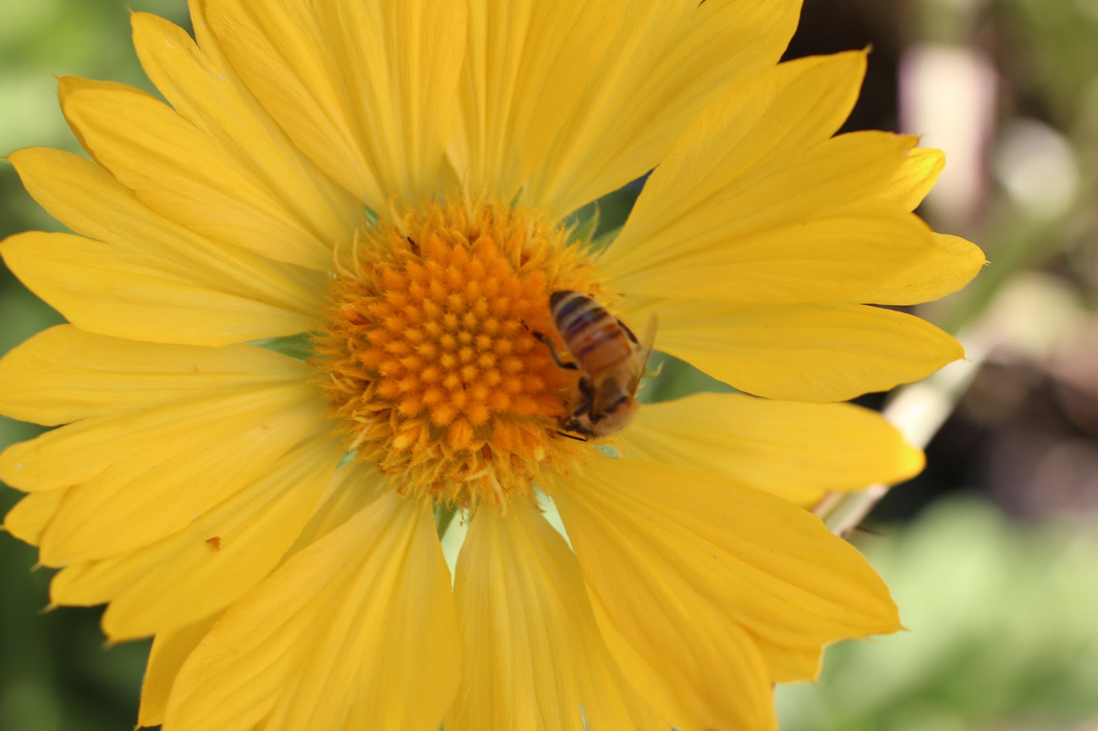 Florez Nursery: Gaillardia x grandiflora &lsquo;Mesa Yellow&rsquo;